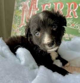 Photo of Toby and his brothers