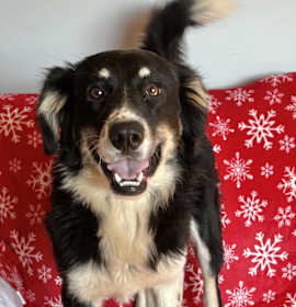 Photo of Callie Adoption Pending