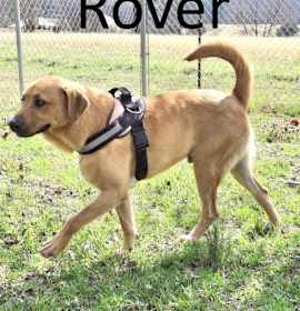 Photo of Rover
