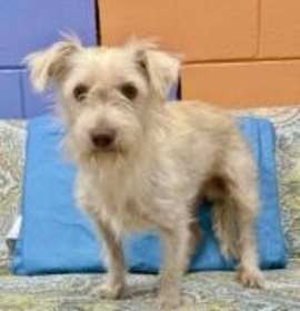 Photo of Ottis Scruff