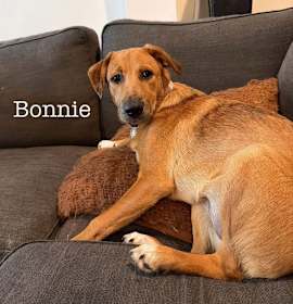 Photo of Bonnie