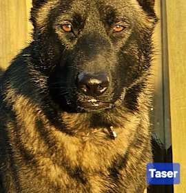 Photo of Tazer