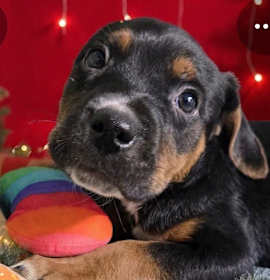 Photo of Mississippi Mud