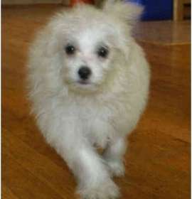 Photo of "Rocky, Richy's brother "