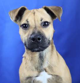 Photo of Chanel - 072504T