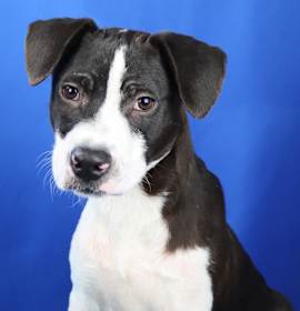 Photo of Dusty - 102303T