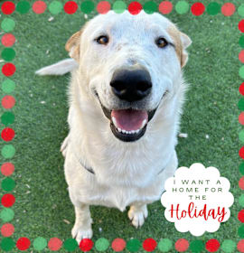 Photo of Hotshot - Shy and super Sweet!