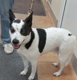 Photo of Boo (aka Blue)