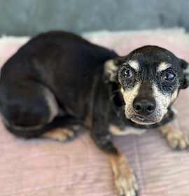 Photo of BUBBA (shy senior)