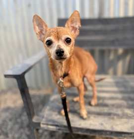 Photo of HOPPER (sweet senior)