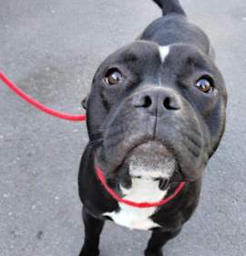 Photo of KING MELVIN