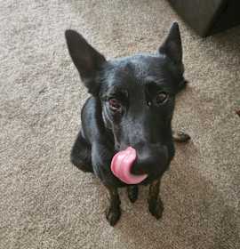 Photo of Zeus - 6 Week Training Grad