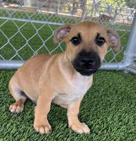 Photo of Max Verstappen