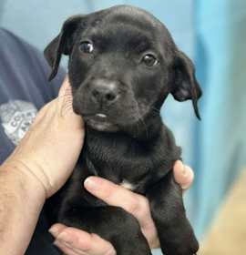 Photo of Lolly (NY-Sarah)