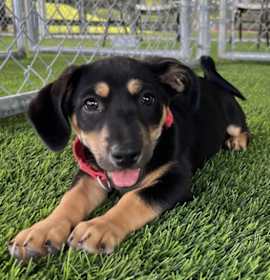 Photo of Susie Wolff