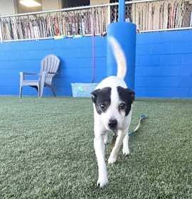 Photo of Sissy (In Foster)