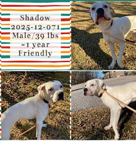 Photo of 2025-12-071 *Shadow*