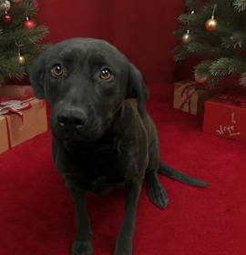 Photo of JUNIPER (RESCUE ONLY)