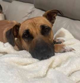 Photo of Gigi the Gentle