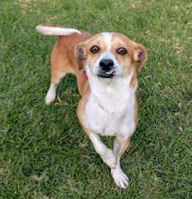 Photo of SWEET POTATO