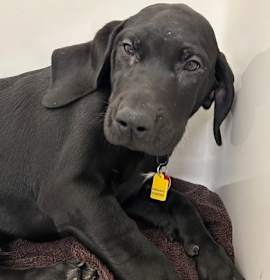 Photo of Elk - PENDING ADOPTION