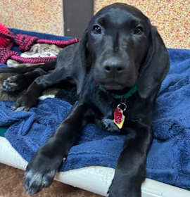 Photo of Reindeer - PENDING