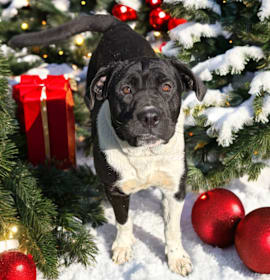 Photo of Oreo 25-11-062