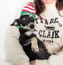 Photo of CHIHUAHUA PUPPIES!