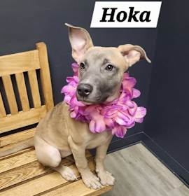 Photo of Hoka