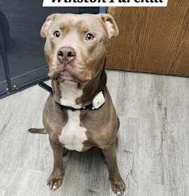 Photo of Winston Furchill