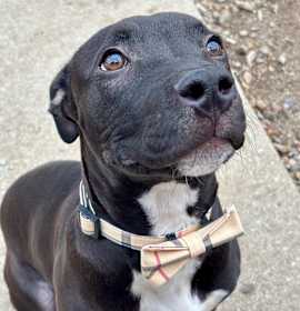 Photo of Mr. Snuggles