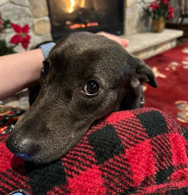 Photo of Connelly $400