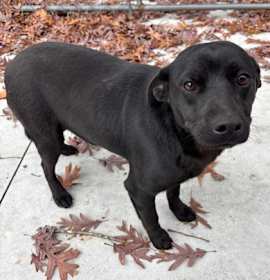 Photo of Dexter 25-d0543