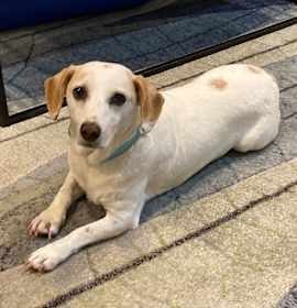 Photo of Snoopy III (Bam Bam)