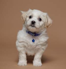 Photo of Apple Fritter