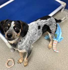 Photo of Nala 6-8 Months