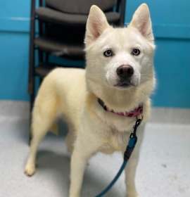 Photo of Sugar Cookie