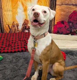 Photo of Topsy Turvy 27