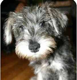 Photo of "Lover Boy"  Please Adopt me