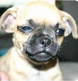 Photo of Gotti, and Capone