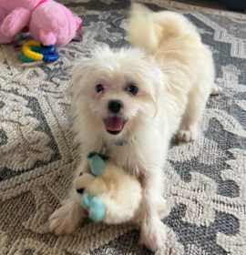 Photo of ORA (puppy)