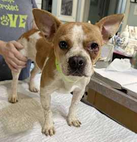 Photo of Salty (NOT YET AVAILABLE)