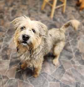 Peppermint Butler photo 2