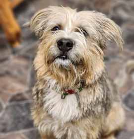 Peppermint Butler photo 4