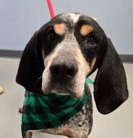 Photo of Huckelberry