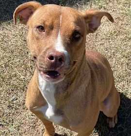 Photo of GINGER/URGENT