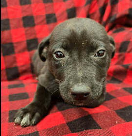 Photo of Cindy Lou Who