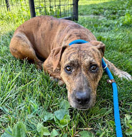 Photo of Cheesecake P4P