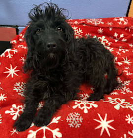 Photo of MAXIEN/URGENT