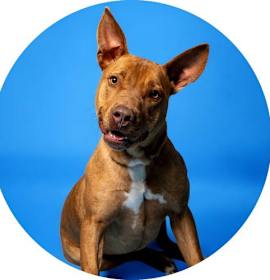 Photo of Pumpkin Spice